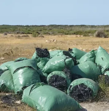 Los próximos vertederos de rafia