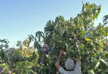 “El PSOE prefiere las fotos en un vertedero antes que defender de verdad a los agricultores de Torrox y la Axarquía”