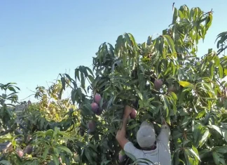 “El PSOE prefiere las fotos en un vertedero antes que defender de verdad a los agricultores de Torrox y la Axarquía”