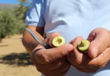 La Diputación apoya el inicio de la campaña 2025/26 de la DOP Aceituna Aloreña de Málaga