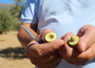 La Diputación apoya el inicio de la campaña 2025/26 de la DOP Aceituna Aloreña de Málaga