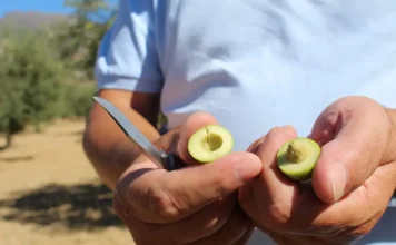 La Diputación apoya el inicio de la campaña 2025/26 de la DOP Aceituna Aloreña de Málaga