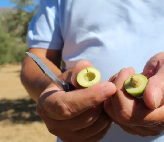 La Diputación apoya el inicio de la campaña 2025/26 de la DOP Aceituna Aloreña de Málaga
