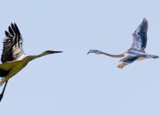 Flamenquitos y cigüeñas, un dúo dinámico