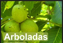 Las Arboladas de otoño se desarrollarán en un antiguo vertedero, un parque natural y embellecerán un área de turismo activo