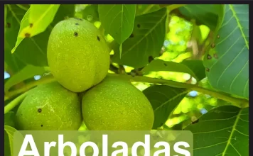 Las Arboladas de otoño se desarrollarán en un antiguo vertedero, un parque natural y embellecerán un área de turismo activo