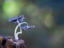 Monda consolida sus Jornadas Micológicas como referente cultural, ambiental y turístico