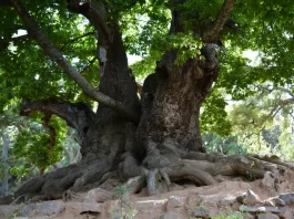 La Diputación financia con 570.000 euros un sendero al Castaño Santo de Istán que tendrá un puente colgante de casi cien metros