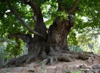 La Diputación financia con 570.000 euros un sendero al Castaño Santo de Istán que tendrá un puente colgante de casi cien metros