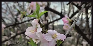 Las Arboladas de invierno visitarán Parauta, Alameda y Moclinejo en el mes de marzo