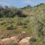 Arto, celebramos el Día de los Bosques