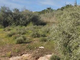 Arto, celebramos el Día de los Bosques