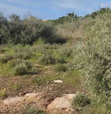 Arto, celebramos el Día de los Bosques