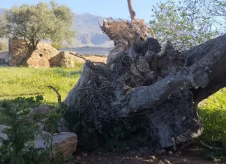 Prosopopeya del Abuelo Acebuche