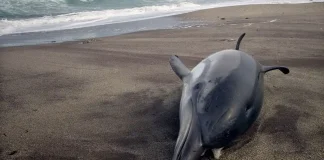 Varamientos y cuentos del mar de Alborán