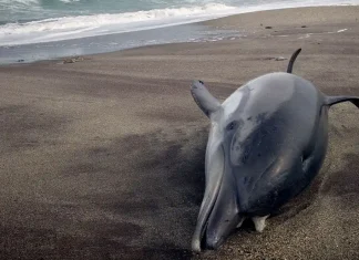 Varamientos y cuentos del mar de Alborán
