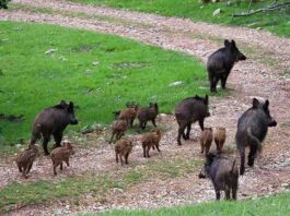 Publicada la oferta de permisos de caza en terrenos gestionados por la Junta para la temporada 2026-2027