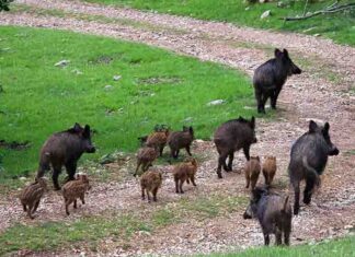 Publicada la oferta de permisos de caza en terrenos gestionados por la Junta para la temporada 2026-2027