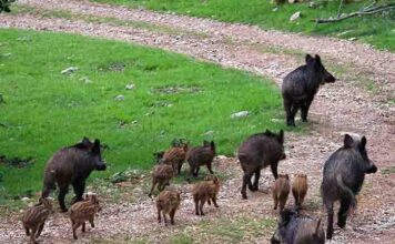 Publicada la oferta de permisos de caza en terrenos gestionados por la Junta para la temporada 2026-2027