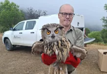 Liberadas a su medio natural cinco aves tras ser recuperadas por el CREA de Málaga