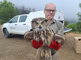 Liberadas a su medio natural cinco aves tras ser recuperadas por el CREA de Málaga