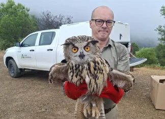 Liberadas a su medio natural cinco aves tras ser recuperadas por el CREA de Málaga