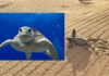 Suelta de tortugas bobas en Mojácar