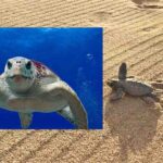 Suelta de tortugas bobas en Mojácar