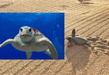 Suelta de tortugas bobas en Mojácar