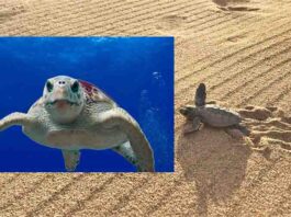 Suelta de tortugas bobas en Mojácar