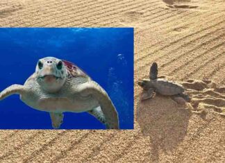 Suelta de tortugas bobas en Mojácar