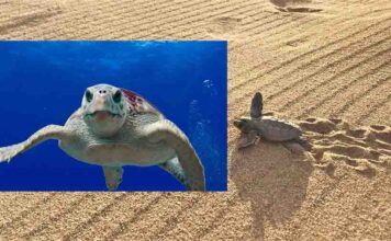 Suelta de tortugas bobas en Mojácar