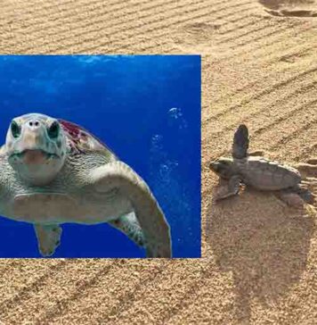 Suelta de tortugas bobas en Mojácar