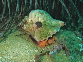 Los Agentes Medioambientales levantan 105 actas sobre marisqueo ilegal de especies protegidas en Andalucía Los Agentes Medioambientales levantan 105 actas sobre marisqueo ilegal de especies protegidas en Andalucía