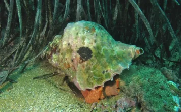 Los Agentes Medioambientales levantan 105 actas sobre marisqueo ilegal de especies protegidas en Andalucía Los Agentes Medioambientales levantan 105 actas sobre marisqueo ilegal de especies protegidas en Andalucía