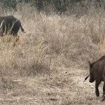 PACMA pide al Ayuntamiento de Mijas información sobre el jabalí atravesado por una flecha