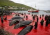 La caza de ballenas ya no tiene sentido en el siglo XXI caza de ballenas siglo xxi_07_19_2026
