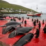 La caza de ballenas ya no tiene sentido en el siglo XXI caza de ballenas siglo xxi_07_19_2026