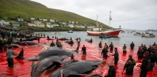 La caza de ballenas ya no tiene sentido en el siglo XXI caza de ballenas siglo xxi_07_19_2026