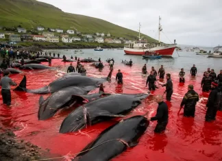 La caza de ballenas ya no tiene sentido en el siglo XXI caza de ballenas siglo xxi_07_19_2026