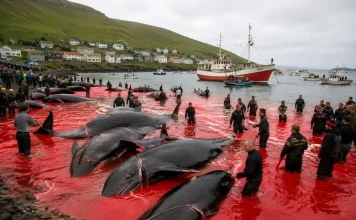 La caza de ballenas ya no tiene sentido en el siglo XXI caza de ballenas siglo xxi_07_19_2026