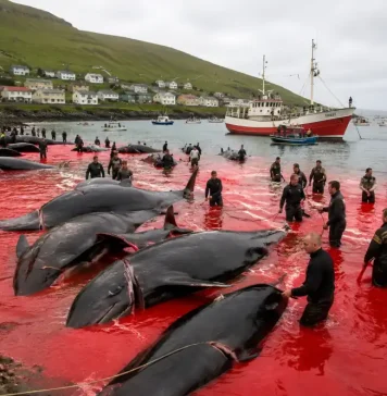 La caza de ballenas ya no tiene sentido en el siglo XXI caza de ballenas siglo xxi_07_19_2026