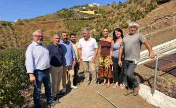El PSOE exige a todas las administraciones ayudas urgentes ante las pérdidas de hasta el 70% en la uva moscatel de la Axarquía El PSOE exige a todas las administraciones ayudas urgentes ante las pérdidas de hasta el 70% en la uva moscatel de la Axarquía
