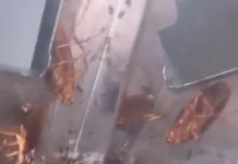 CSIF exige una solución definitiva a la plaga de cucarachas que sufre el centro de salud de Torre del Mar CSIF exige una solución definitiva a la plaga de cucarachas que sufre el centro de salud de Torre del Mar