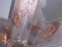 CSIF exige una solución definitiva a la plaga de cucarachas que sufre el centro de salud de Torre del Mar CSIF exige una solución definitiva a la plaga de cucarachas que sufre el centro de salud de Torre del Mar