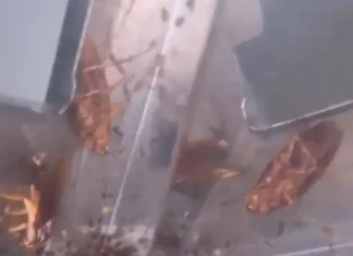 CSIF exige una solución definitiva a la plaga de cucarachas que sufre el centro de salud de Torre del Mar CSIF exige una solución definitiva a la plaga de cucarachas que sufre el centro de salud de Torre del Mar