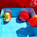 Casi 2.000 centros andaluces han recibido productos hortofrutícolas y leche en el curso 2025-2026 Fruta colegio
