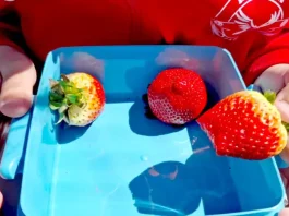 Casi 2.000 centros andaluces han recibido productos hortofrutícolas y leche en el curso 2025-2026 Fruta colegio