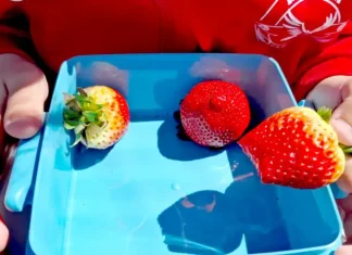 Casi 2.000 centros andaluces han recibido productos hortofrutícolas y leche en el curso 2025-2026 Fruta colegio