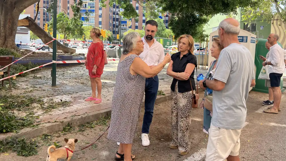 El PSOE tacha de desastre la gestión de medio ambiente sobre el arbolado de gran tamaño
